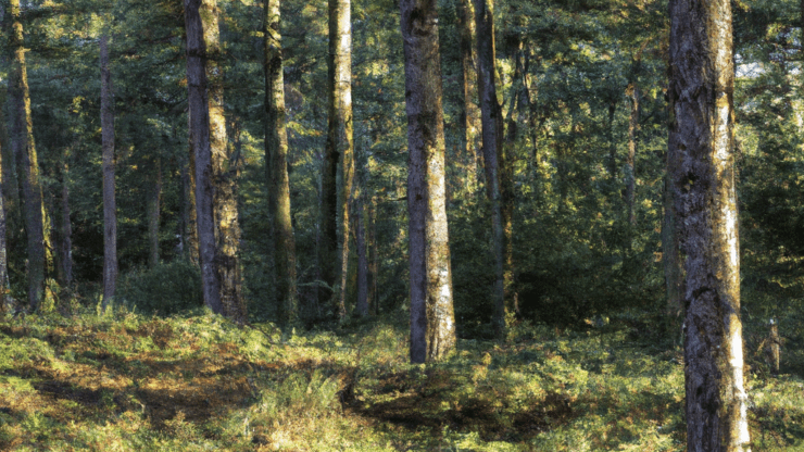 rendlesham forest